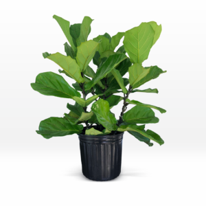 Ficus Lyrata