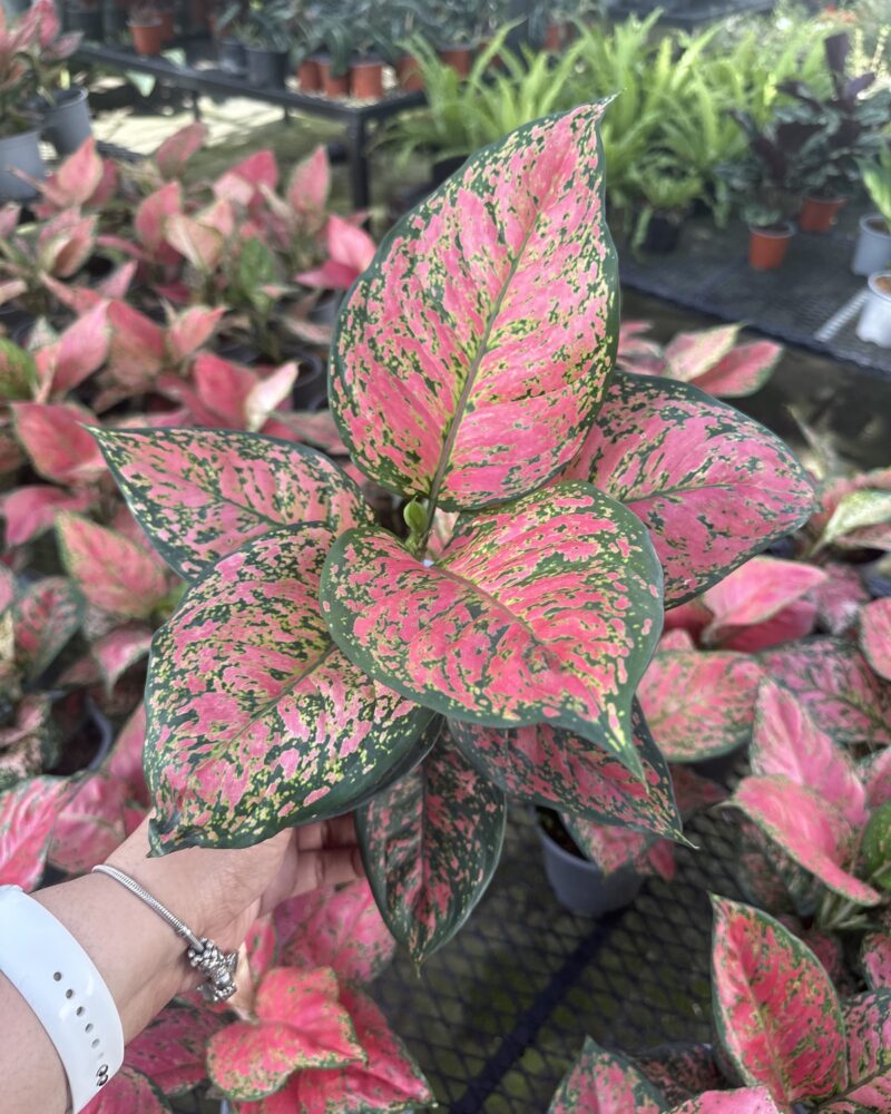 Aglaonema Rosada