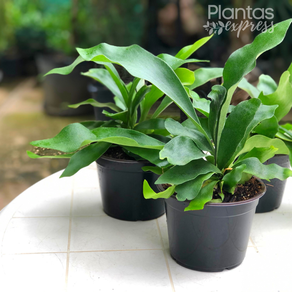 Cuerno De Venado Plantas Express