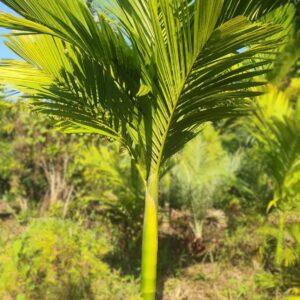 Palma McArthur Grande