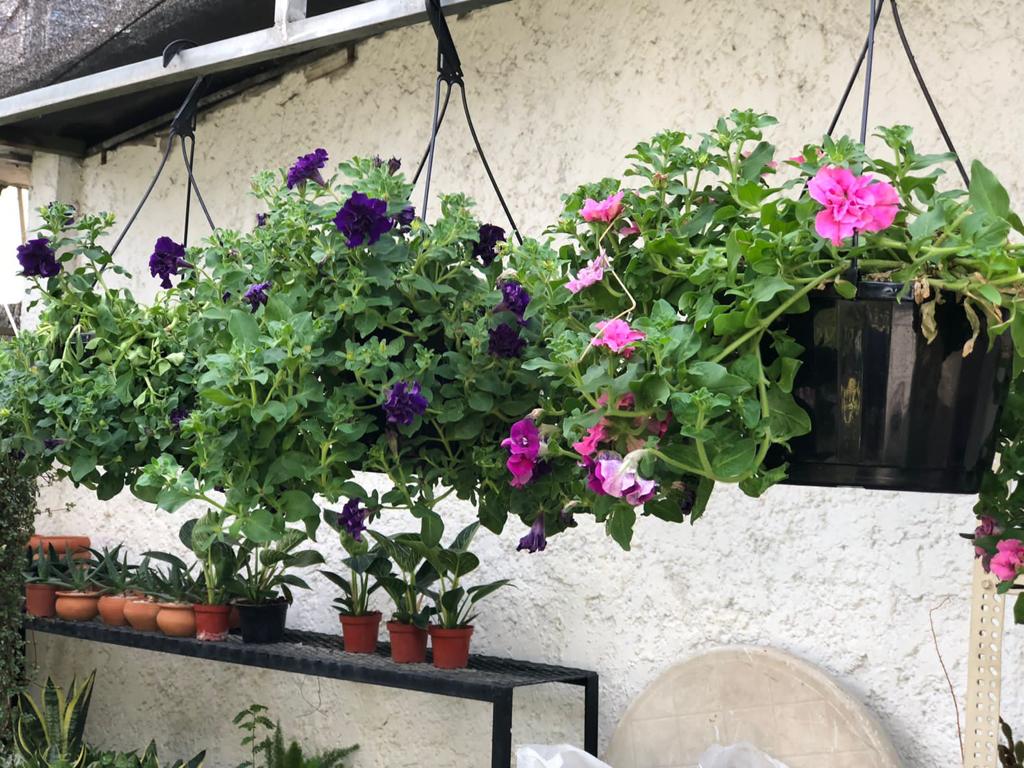 Petunia Canasta