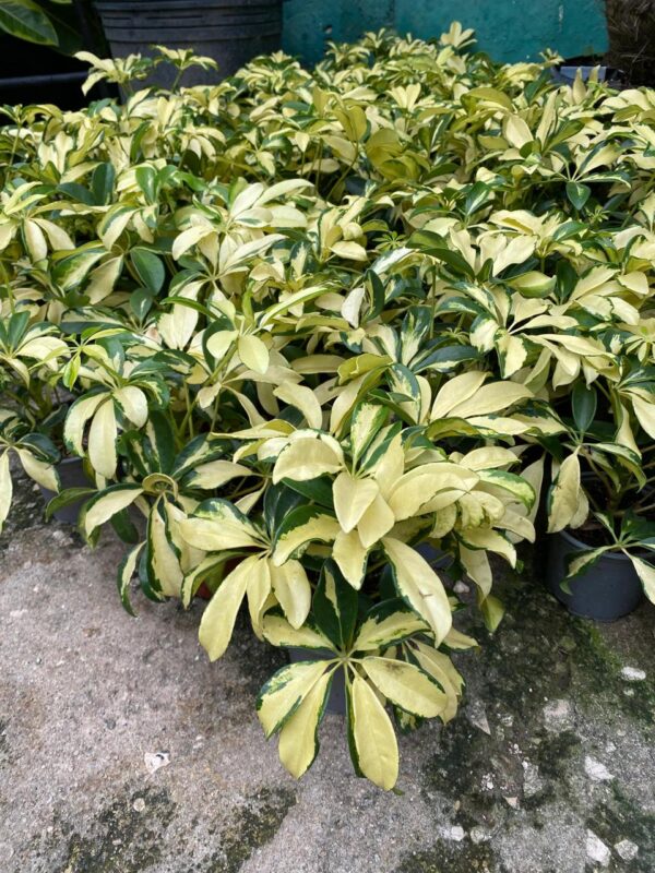 Cheflera Variegada - Imagen 2