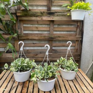 Progreso Variegado N'joy en Canasta