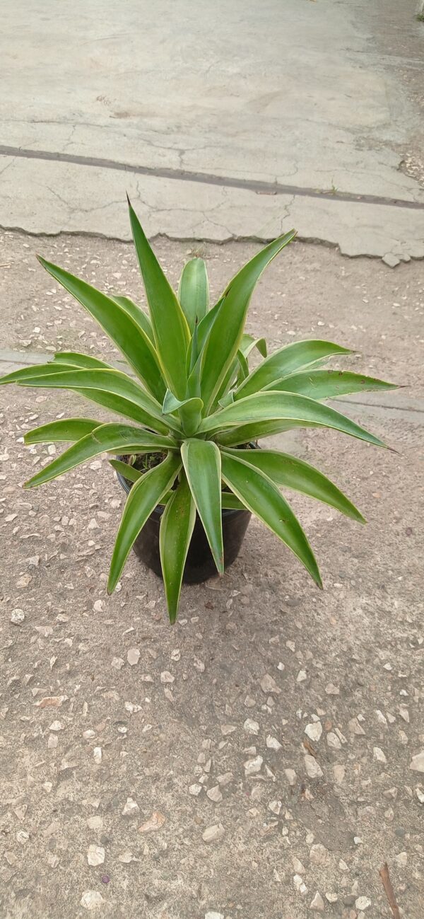 Agave Verde