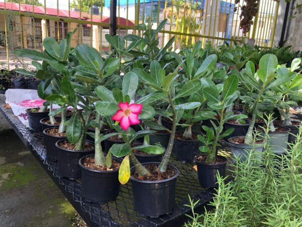 Flor del Desierto Pequeña