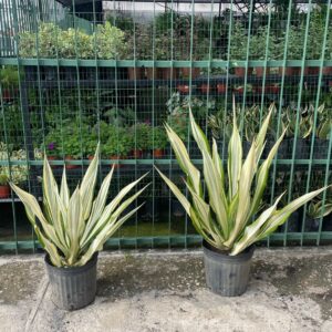 Agave Fulcraea / Blanco