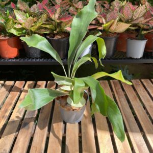 Cuerno de Venado / Platycerium bifurcatum