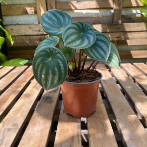 Peperomia Watermelon