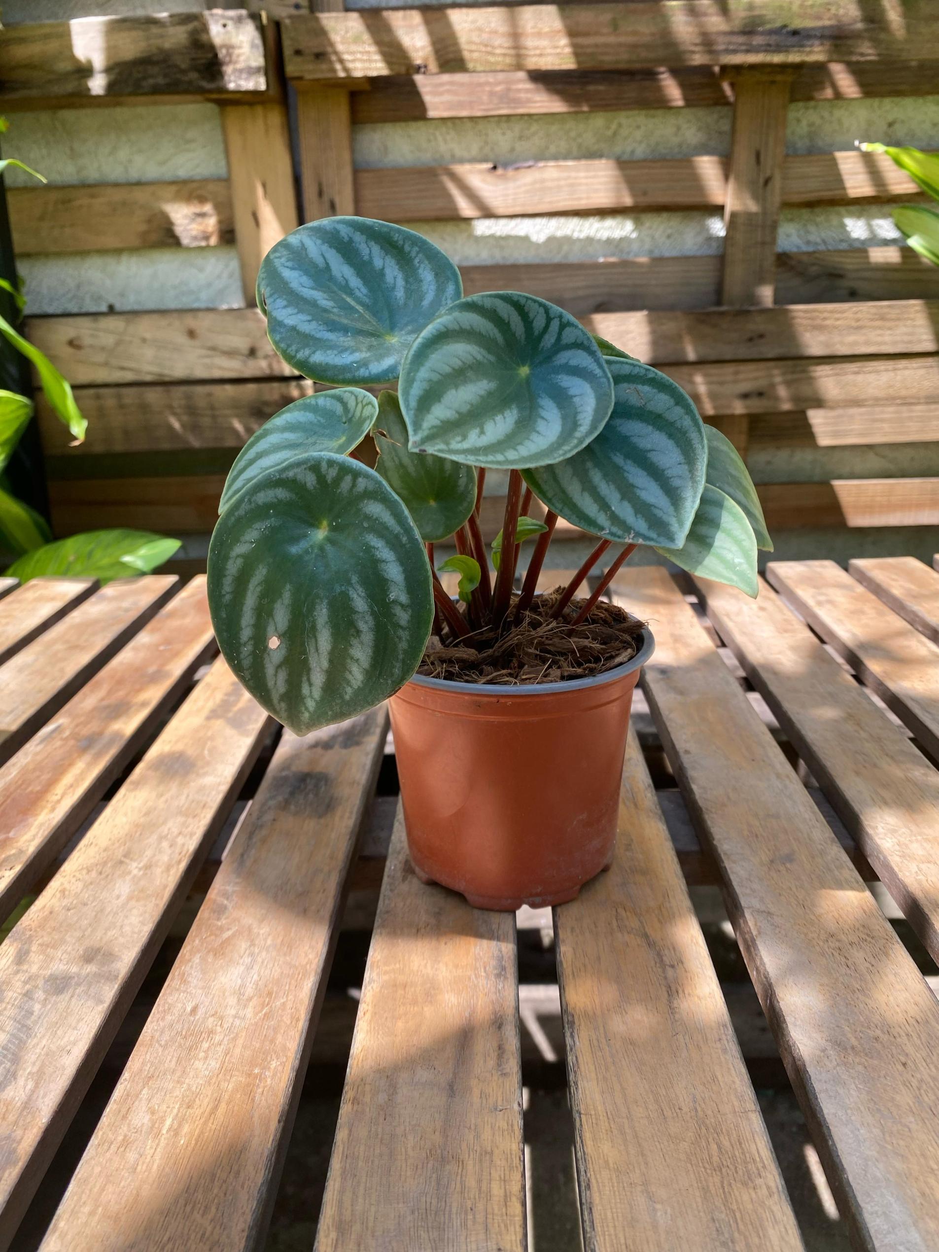 Peperomia Watermelon