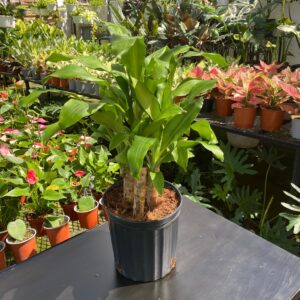 Palo de Brasil Pequeño