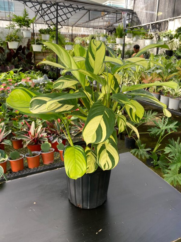 Calathea Ctenanthe Lubbersiana