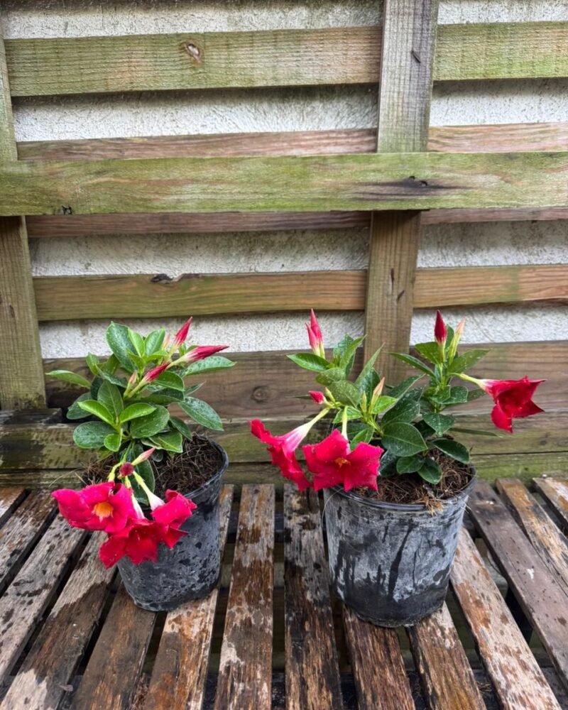 Mandevilla