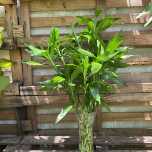 Palitos de Bambú Verde