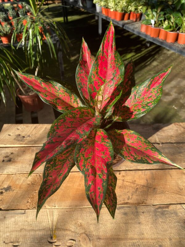 Aglaonema Rosada Hojas Finas