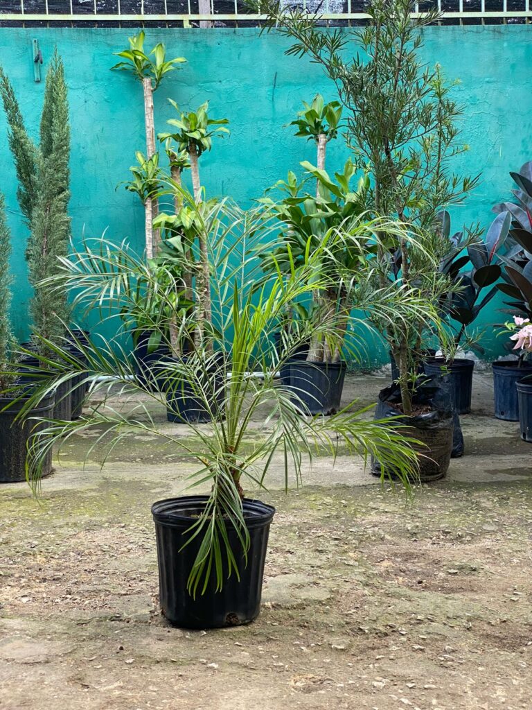 Palma Robeline - Plantas Express