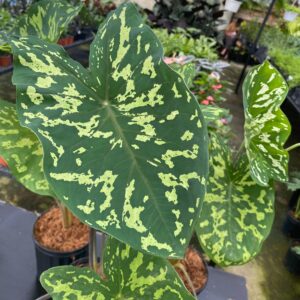Alocasia Hilo Beauty