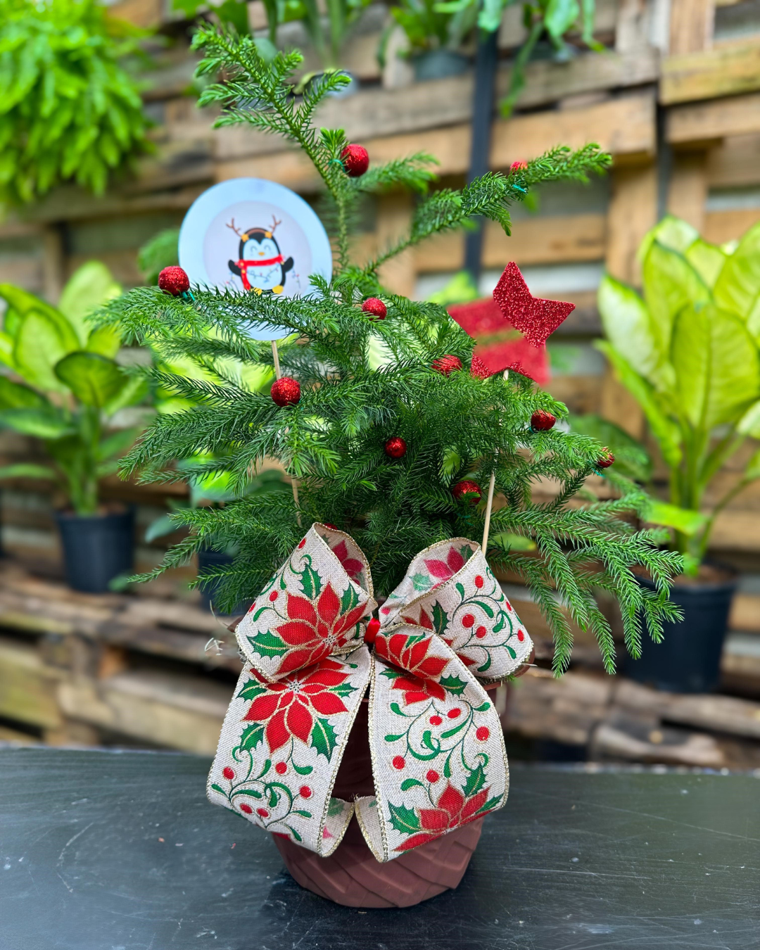 Pino Araucaria de Navidad Rojo Base Marrón