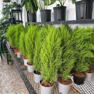 Pino Limon Tarro 6 Pulg