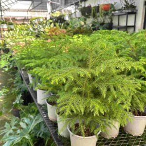 Pino Araucaria Mediano Tarro 6 Pulg