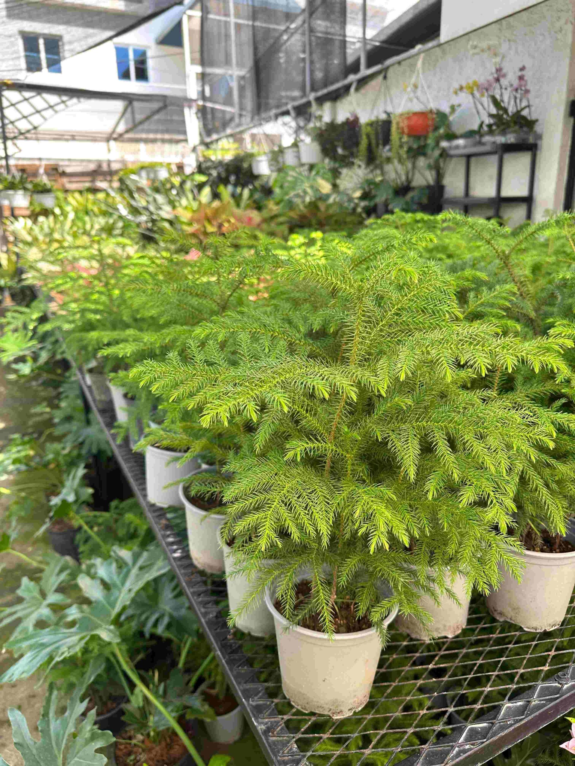 Pino Araucaria Mediano Tarro 6 Pulg