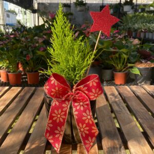 Pino Limón de Navidad Base de Cerámica