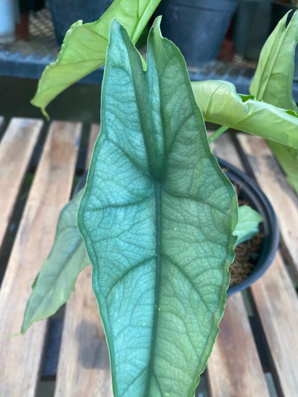 Alocasia Dragon’s Breath - Imagen 3