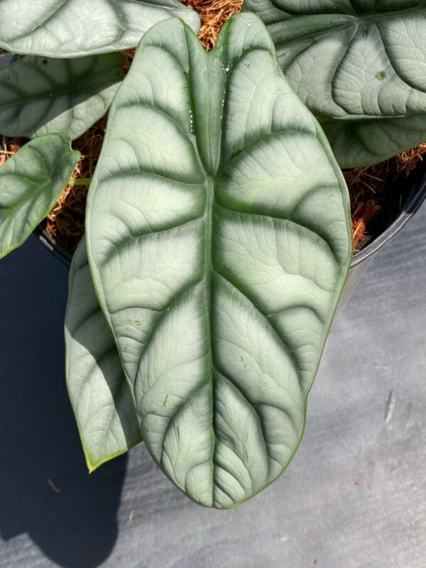 Alocasia Silver Dragon Tarro 1 galon - Imagen 2