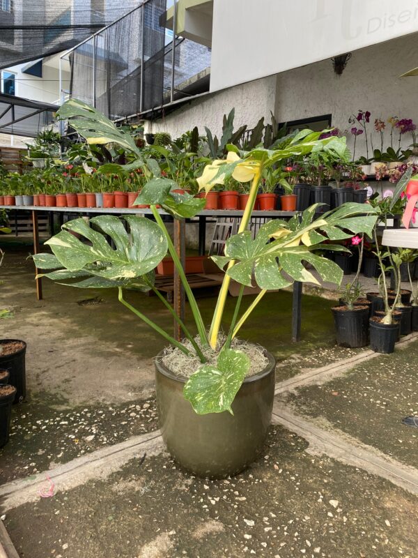 Monstera Deliciosa Variegada Thai Constellation Grande