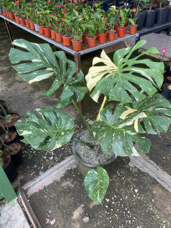 Monstera Deliciosa Variegada Thai Constellation Grande - Imagen 2