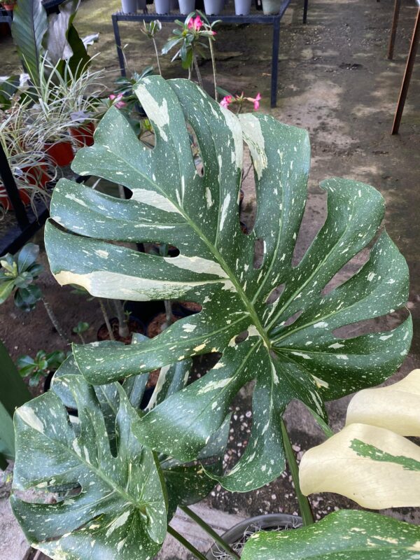 Monstera Deliciosa Variegada Thai Constellation Grande - Imagen 3