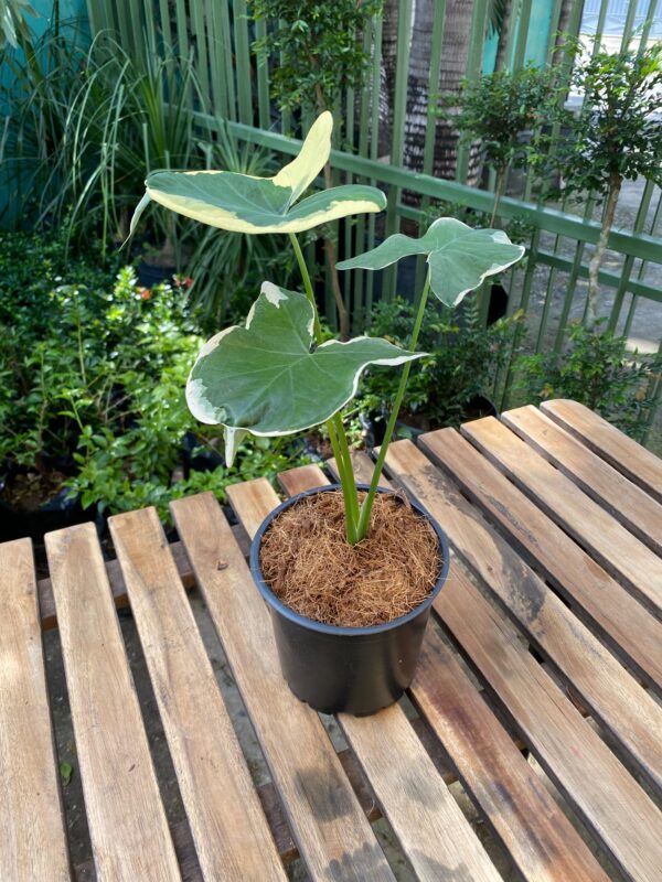 Alocasia Mickey Mouse