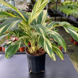 Ginger Variegado (Alpinia Zerumbet)
