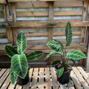 Calathea warscewiczii