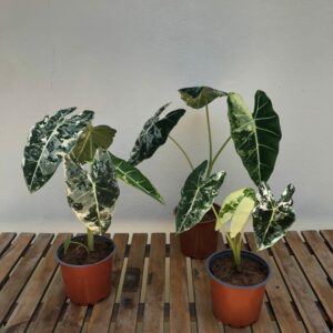 Alocasia Frydek Variegada T6 pulgadas