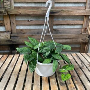 Canasta de monstera Perú