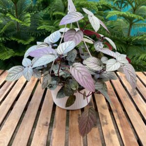 Canasta de Hemigraphis/ cucaracha