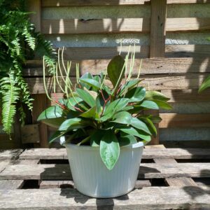 Canasta de peperomia de hojas largas