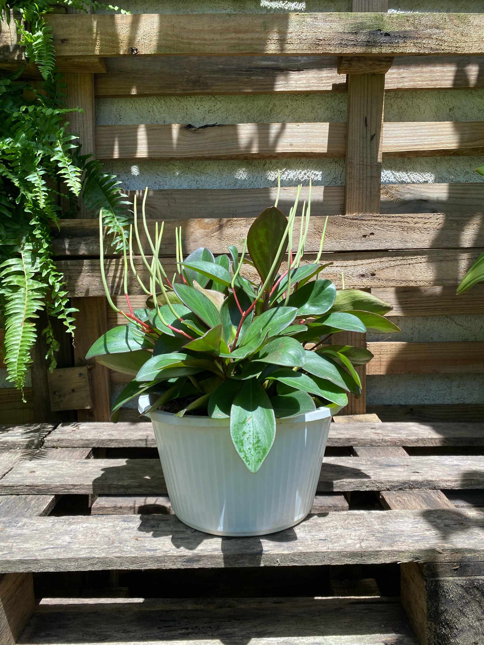 Canasta de peperomia de hojas largas