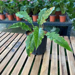 Philodendro Ring of fire