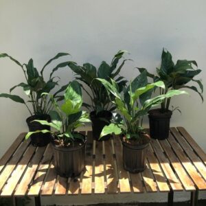 Lirio Cala Domino Tarro 1 gl