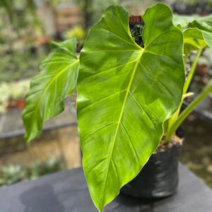 Oreja de Elefante Grande