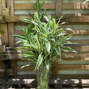 Palitos de Bambú Variegado