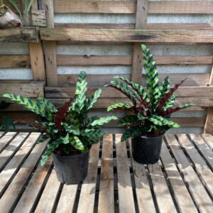 Calathea Serpiente de Cascabel / Rattlesnake