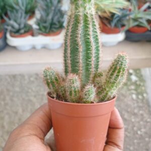 Cactus pequeño
