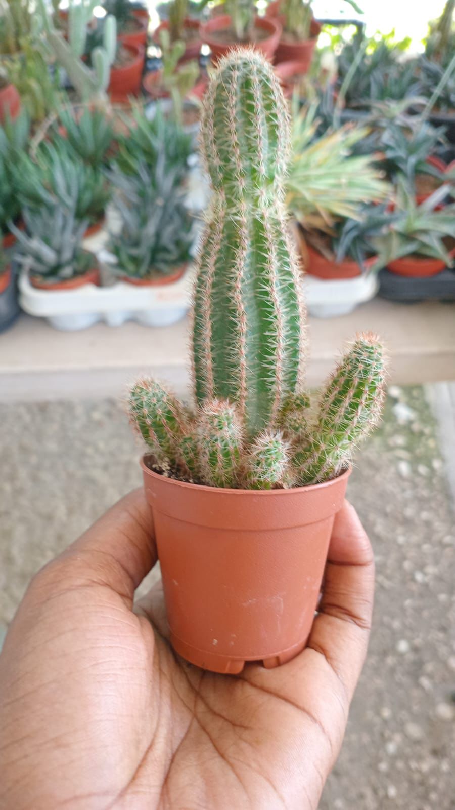 Cactus pequeño