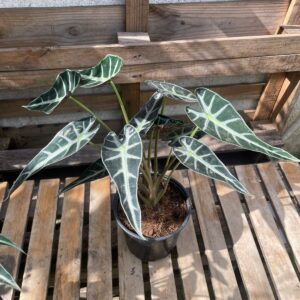 Alocasia Polly Enana