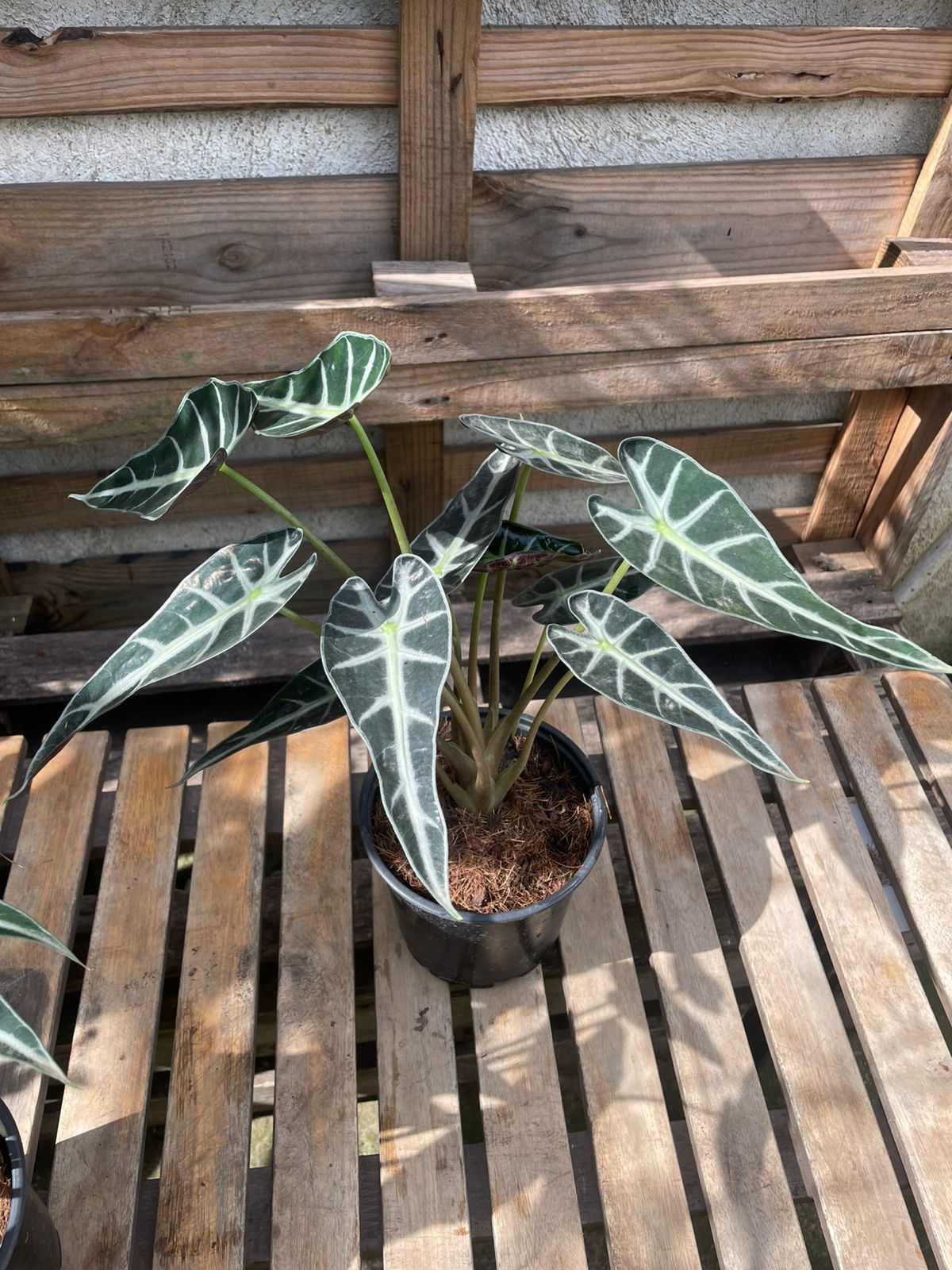Alocasia Polly Enana