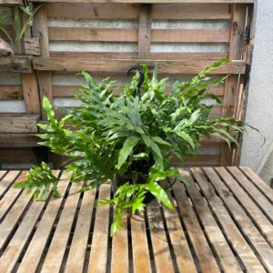 Canasta Helecho Manita/ Venezolano