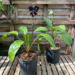Tacca Chantrieri/ Flor Murcielago Negra