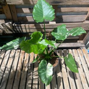 Alocasia Okinawa Silver